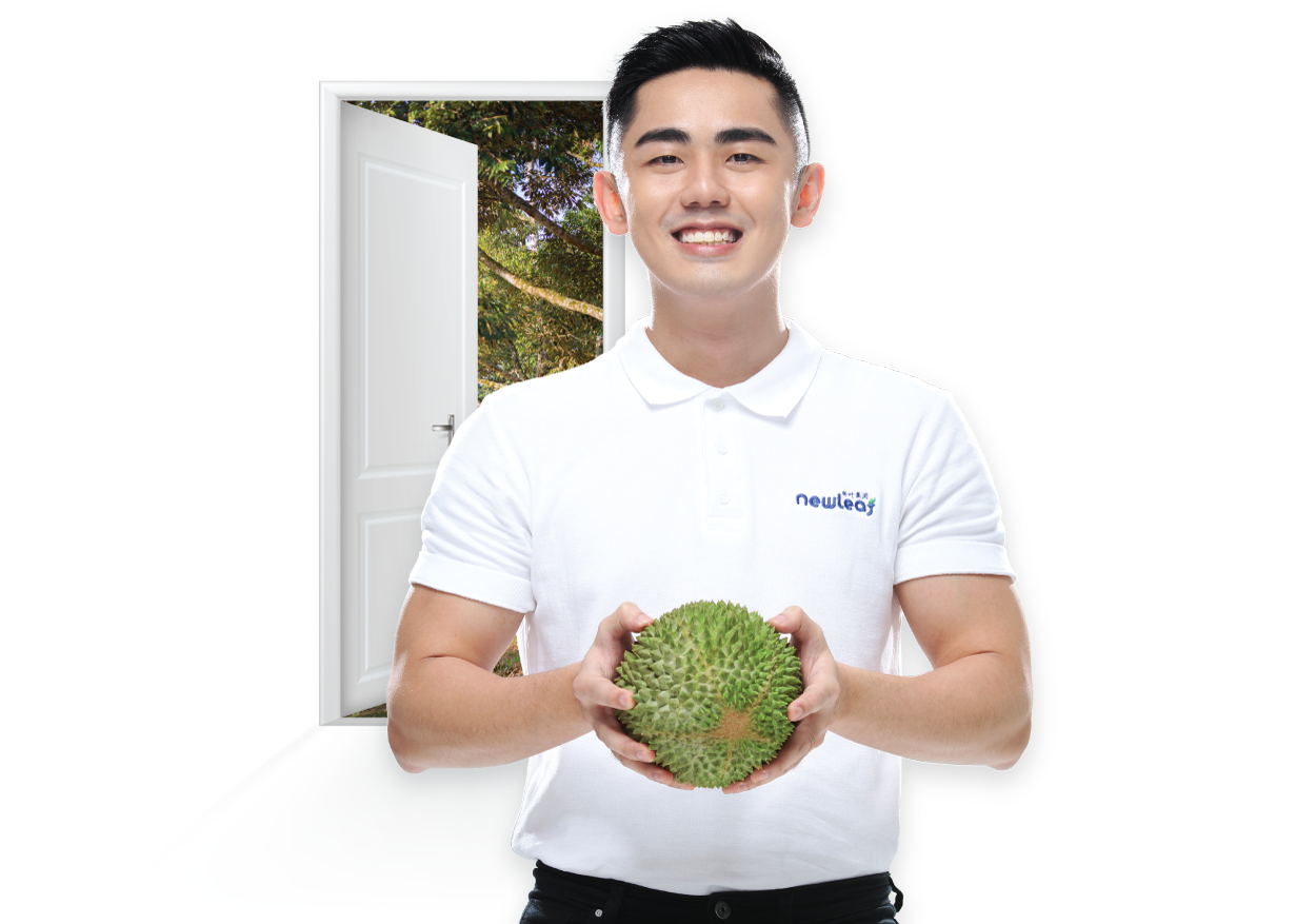 Musang King Durian Supplier Exporter Durian from farm to your doorstep