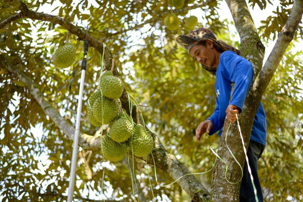 Malaysia Durian Plantation & Farming Musang King Newleaf Malaysia