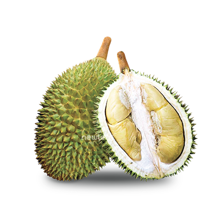 Durian Export D198 Golden Pheonix