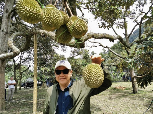 Musang King Durian Newleaf