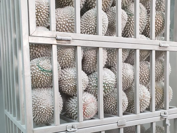 Frozen Durian Malaysia