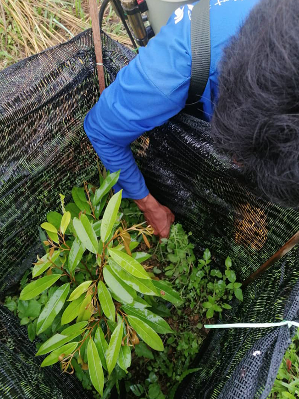 Newleaf Malaysia Durian 