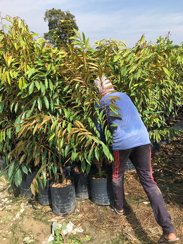 Musang King Plantation
