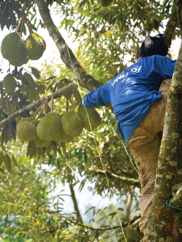 Durian Malaysia