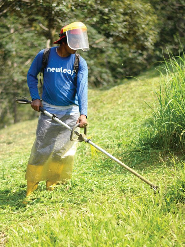 Malaysia Durian Plantation Management