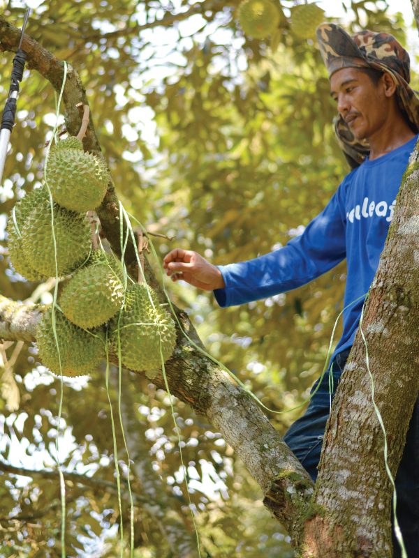 Durian Farm In Malaysia