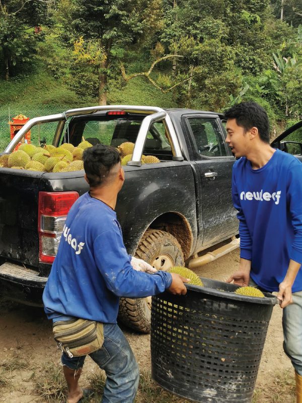 Musang King Durian Farming In Malaysia