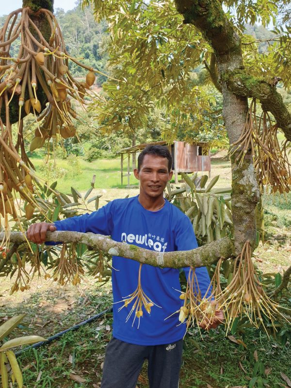 Durian Malaysia