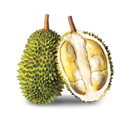 Durian Export D160 Tekka Durian