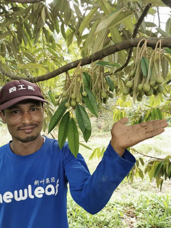 Largest Durian Farm In Malaysia