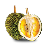 D24 Durian Malaysia