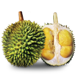 XO Durian Malaysia