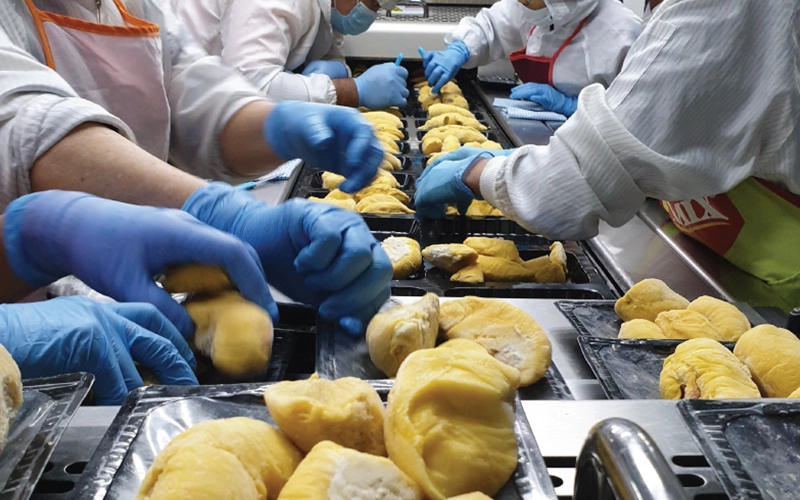durian production in malaysia