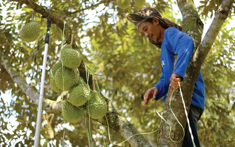 Malaysia durian plantation and export